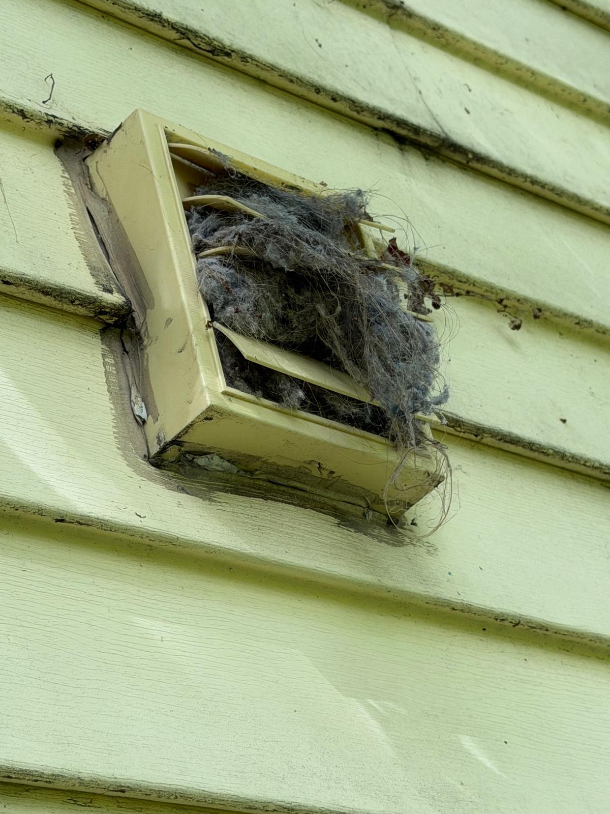 Nest material in an exterior dryer vent